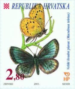 Scarce Large Blue (Maculinea teleius)
