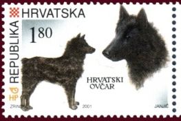 Croatian Sheepdog (Canis lupus familiaris)