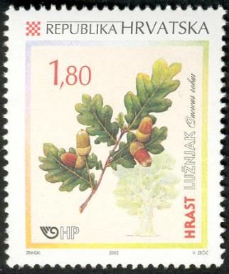 Common Oak(Quercus robur)