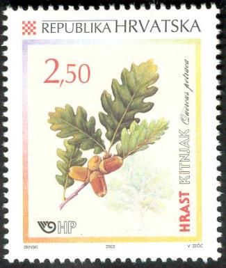 Sessile Oak (Quercus petraea)