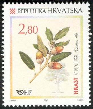 Holly oak (Quercus ilex)