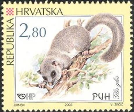 Edible Dormouse (Glis glis)