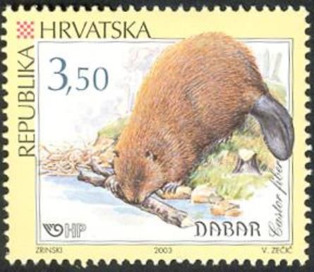 European Beaver (Castor fiber)