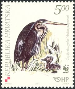 Purple Heron (Ardea purpurea)