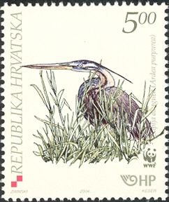 Purple Heron (Ardea purpurea)