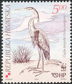 Purple Heron (Ardea purpurea)