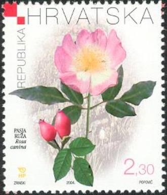 Dog Rose (Rosa canina)