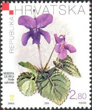 Sweet Violet (Viola odorata)