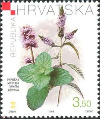 Peppermint - Mentha piperita (L.) HUDS.