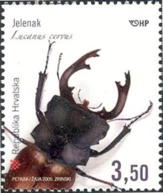Stag Beetle (Lucanus cervus)