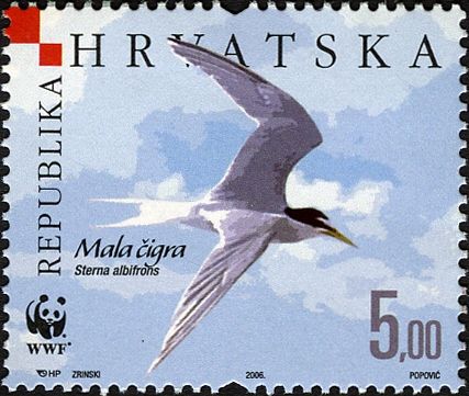 Little Tern (Sterna albifrons)