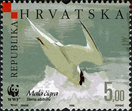Little Tern (Sterna albifrons)