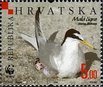 Little Tern (Sterna albifrons)