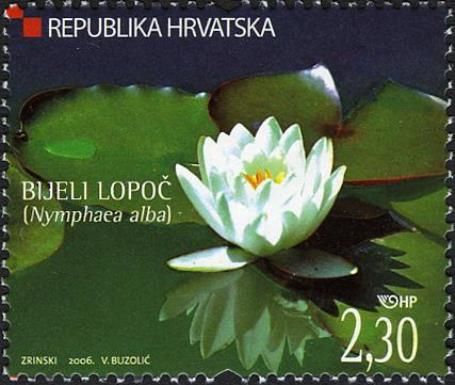White Waterlily (Nymphaea alba)