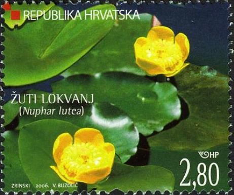 Yellow Pond Lily (Nuphar lutea)