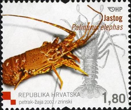 European Spiny Lobster (Palinurus elephas)