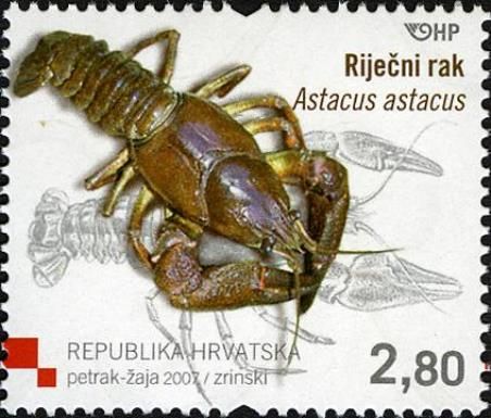 European Crayfish (Astacus astacus)