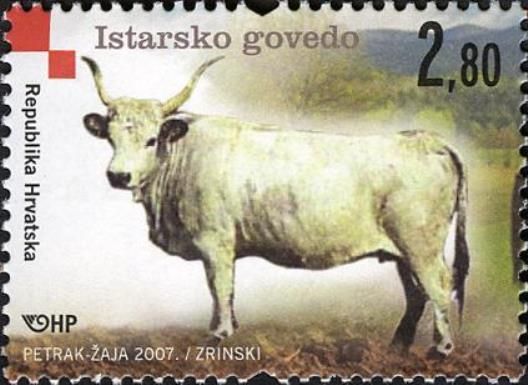 Istrian Cattle (Bos primigenius taurus)