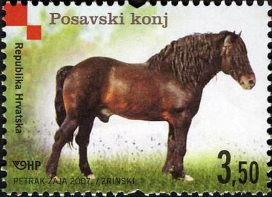 Posavina Horse (Equus ferus caballus)