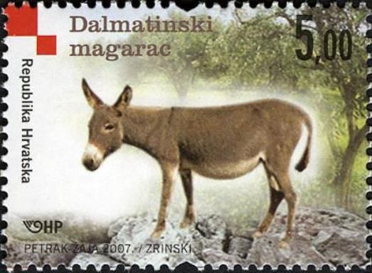 Dalmatian Donkey (Equus asinus asinus)