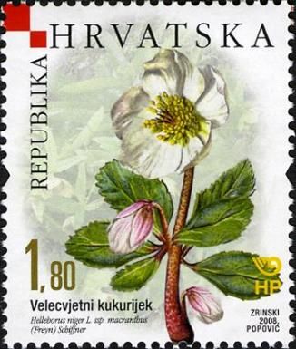 Helleborus niger