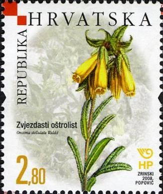 Onosma stellulata