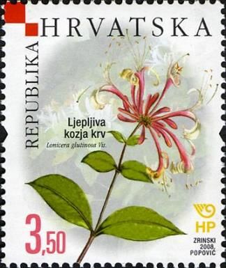 Honeysuckle - Lonicera glutinosa