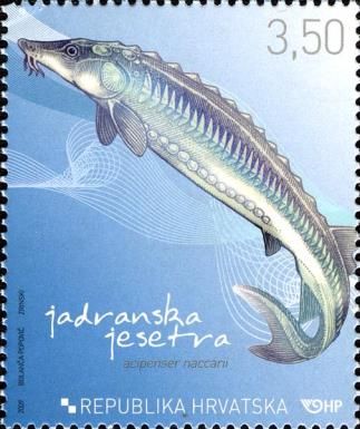 Adriatic Sturgeon (Acipenser naccarii)