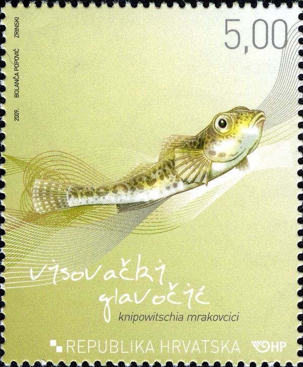 Visovac Goby (Knipowitschia mrakovcici)