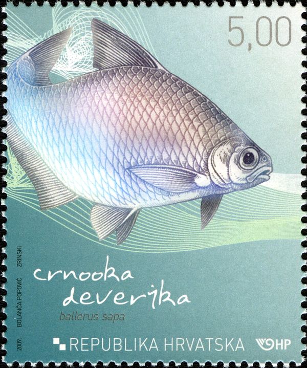 White-eye Bream (Ballerus sapa)