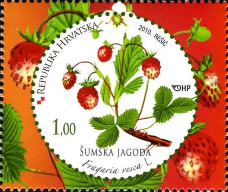 Woodland strawberry (Fragaria vesca)
