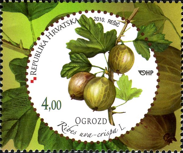 Gooseberry (Ribes uva-crispa)