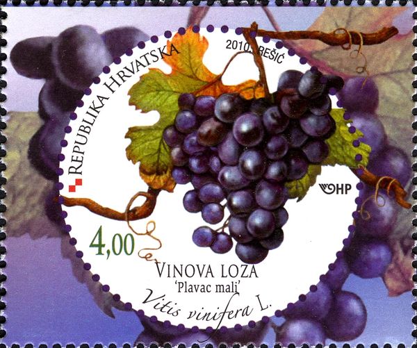 Grape (Vitis vinifera)