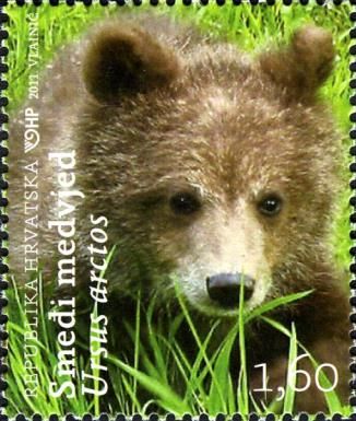 Brown Bear (Ursus arctos)