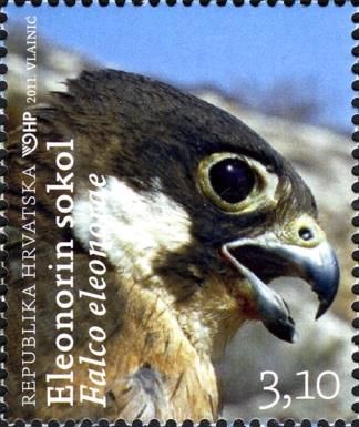 Eleonora's Falcon (Falco eleonorae)