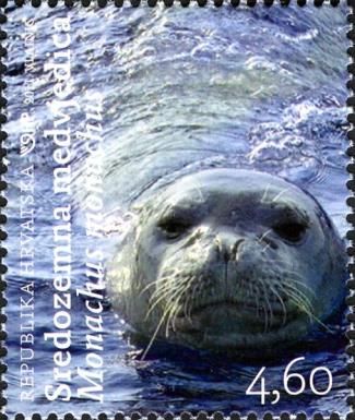 Mediterranean Monk Seal (Monachus monachus)