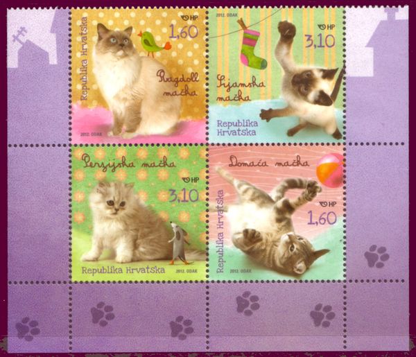 Domestic Kitten (Felis silvestris catus) ....