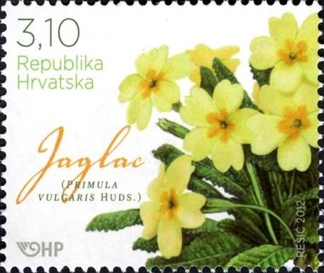 Primrose (Primula vulgaris)