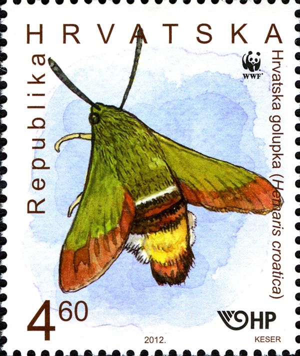 Olive Bee Hawk Moth (Hemaris croatica)
