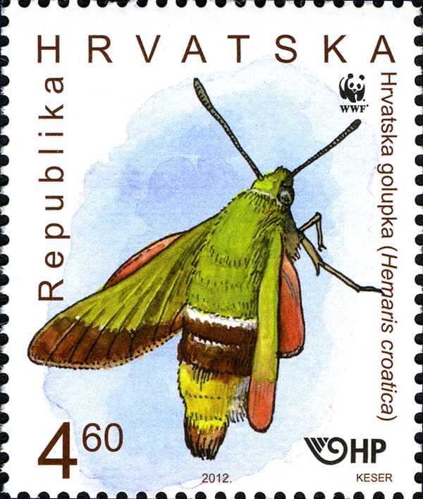 Olive Bee Hawk Moth (Hemaris croatica)