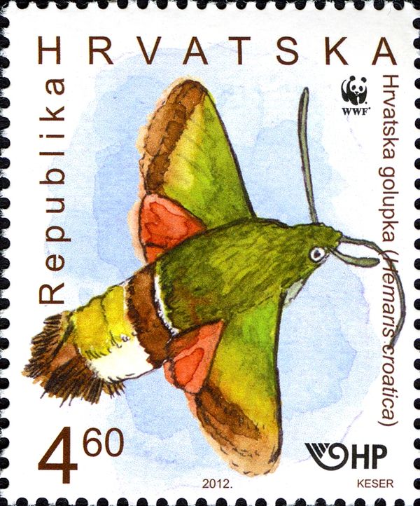 Olive Bee Hawk Moth (Hemaris croatica)