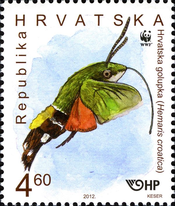 Olive Bee Hawk Moth (Hemaris croatica)