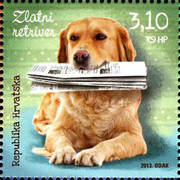 Golden Retriever (Canis lupus familiaris)