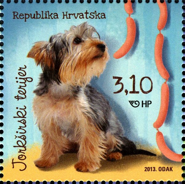 Yorkshire-Terrier (Canis lupus familiaris)