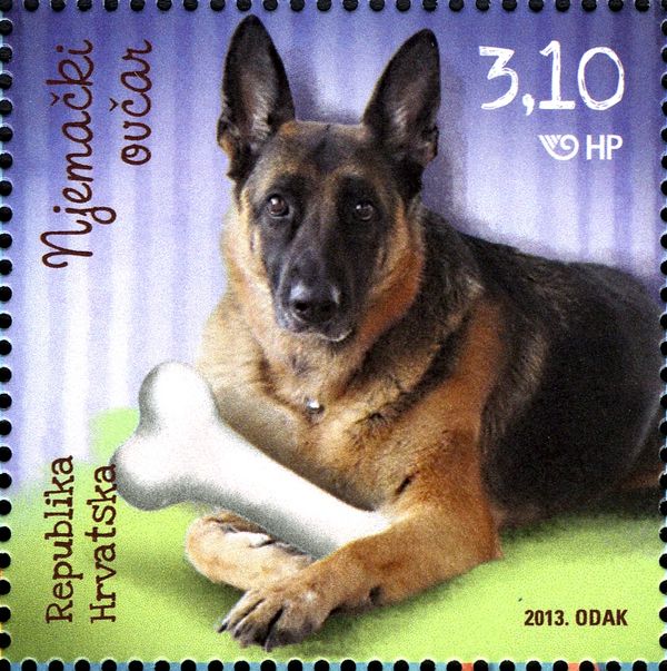 German Shepherd (Canis lupus familiaris)