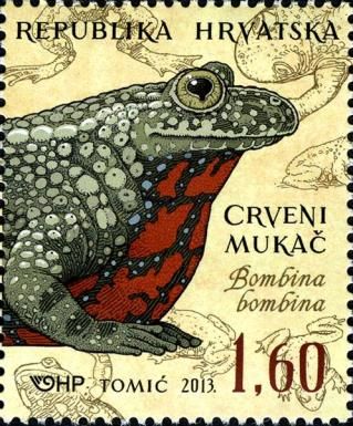 European Fire-bellied Toad (Bombina bombina)