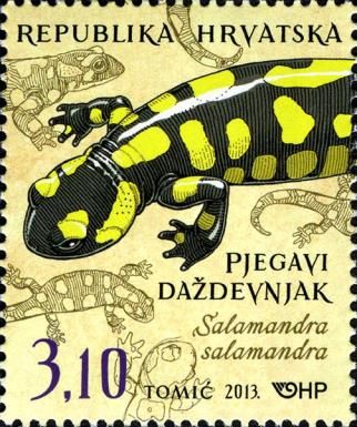 Common Fire Salamander (Salamandra salamandra)