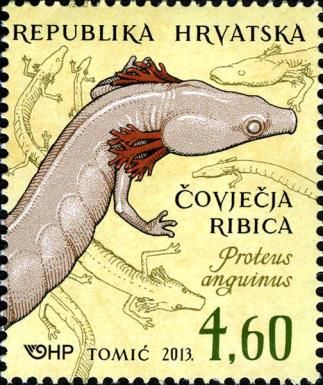 Olm (Proteus anguinus) 