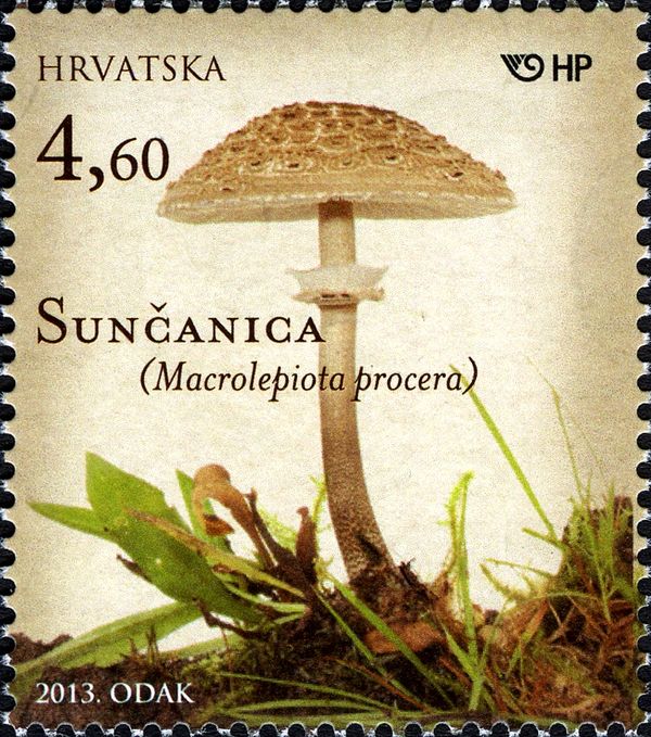 Parasol Mushroom (Macrolepiota procera)