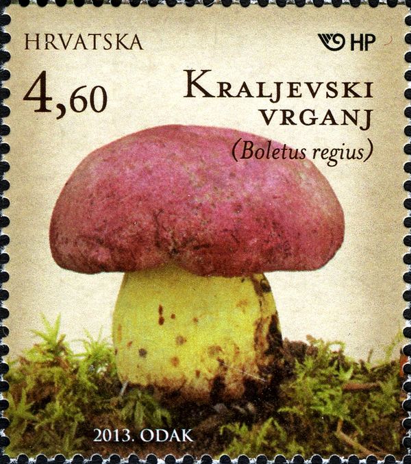 Royal Bolete (Boletus regius)